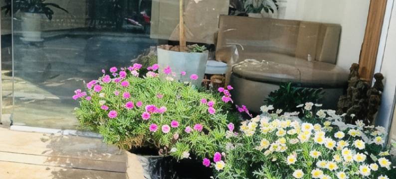 大叻三色堇酒店(Hotel Pansy)图片