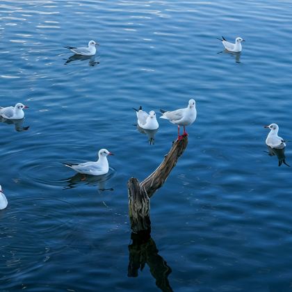 瑞士苏黎世+卢塞恩+因特拉肯6日5晚自由行