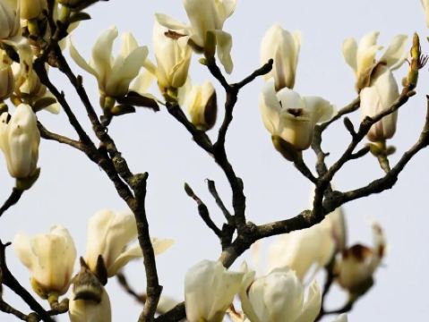 Spring flower extravaganza at the Panda Base