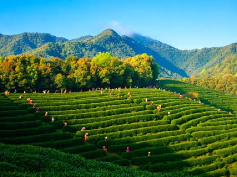 西湖龍井春茶季正式登場