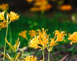 Carpets of spider lilies peak across Shanghai parks