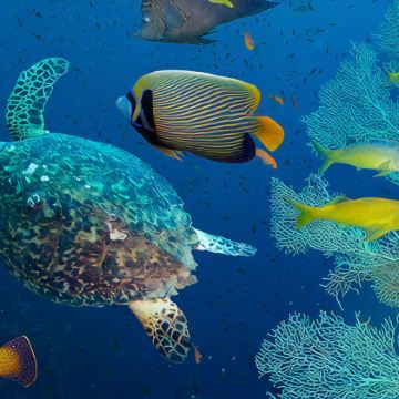 澳大利亚悉尼+塔斯马尼亚-摇篮山14日私家团