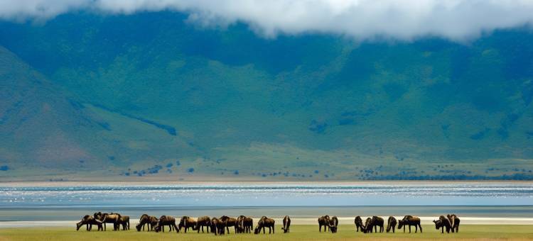 恩戈罗恩戈罗塞雷纳狩猎旅馆(Ngorongoro Serena Safari Lodge)图片