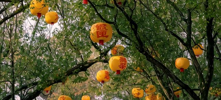 陶阳里候鸟居民宿图片