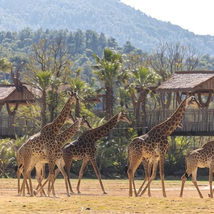 广州+清远+珠海+清远长隆度假区+珠海长隆海洋王国5日4晚跟团游