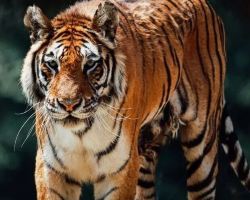 Beijing Wildlife Park turns 25, share vintage photos, win limited-edition prizes