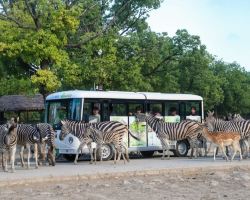 Shanghai Wild Animal Park launches trial run of explorer tour