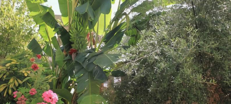 最多别墅酒店(Villa Mucho)图片