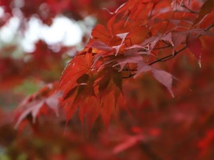 老君山紅葉秋日盛宴開啟
