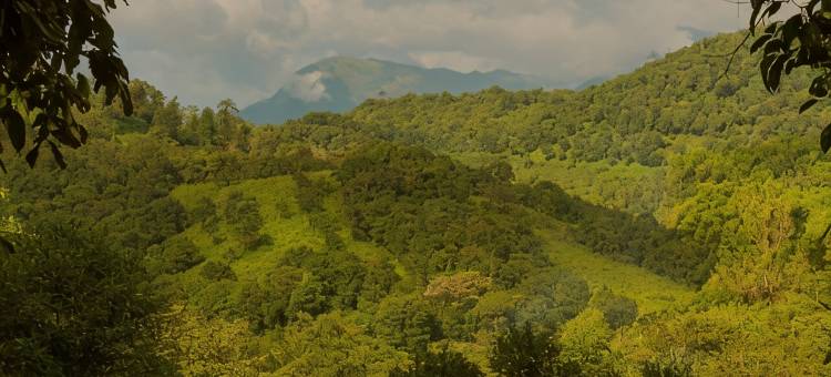 Wayanad Wild- CGH Earth图片