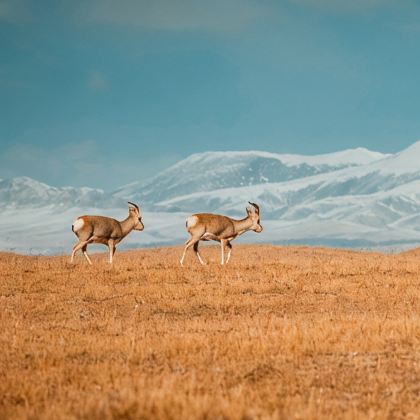 可可西里国家级自然保护区+青海湖景区+茶卡盐湖+察尔汗盐湖+大柴旦翡翠湖旅游景区+莫高窟+鸣沙山月牙泉+张掖七彩丹霞旅游景区10日9晚私家团