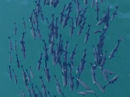 撫仙湖現青魚陣奇觀