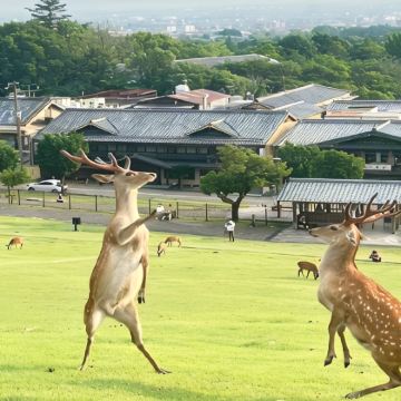 大阪+京都+奈良2日1晚拼小团