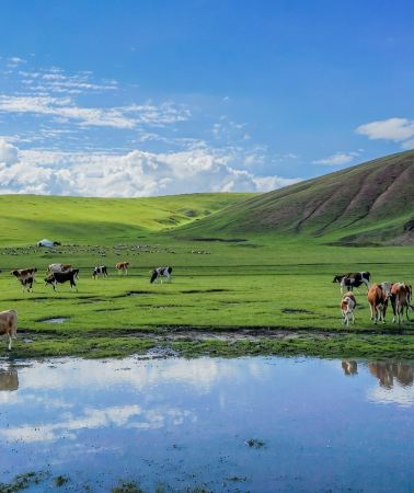 8D7N • A Journey Across the Grassland: Hulunbuir + Ergun + Heishantou + Manzhouli + Arxan