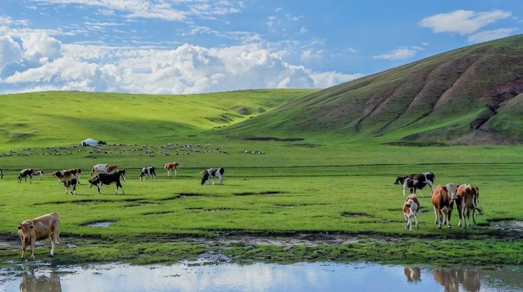 4D3N · Group Tours · Hohhot + Huitengxile Grassland + Ulanqab Consultation offers discounts