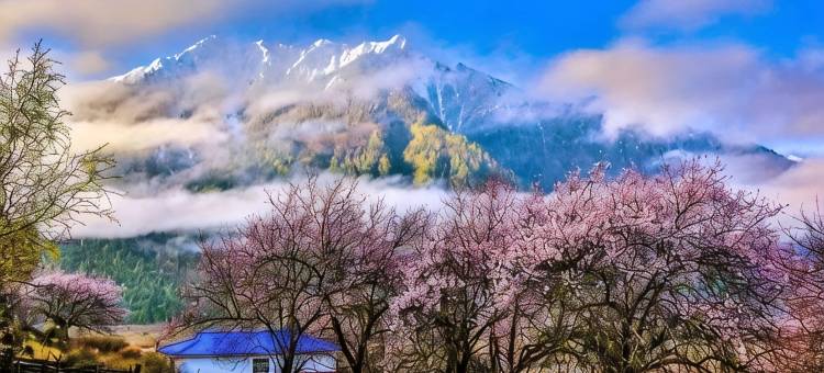 波密云杉居民宿(岗云杉林景区店)图片