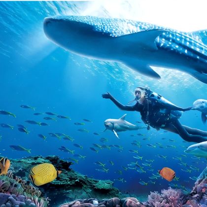 珠海长隆海洋王国+广州长隆野生动物世界5日4晚私家团