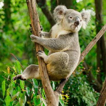 佛山+珠海长隆+广州长隆6日5晚拼小团