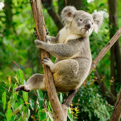 广州+江门+海陵岛+湛江+长隆野生动物世界5日4晚拼小团