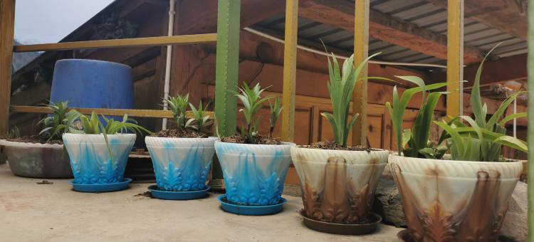 德钦雨崩聚缘小屋观景客栈图片