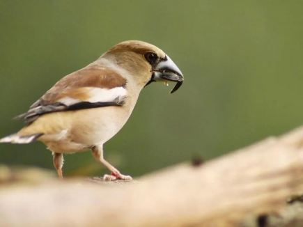 神農架百鳥音樂會開啟
