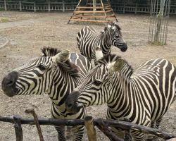 Sunset Zoowalk at Shanghai Zoo