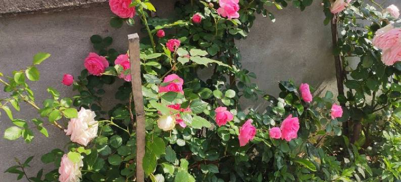 井冈山小井农家乐图片