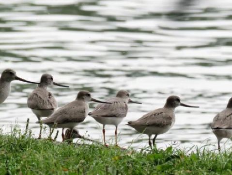 Witness West Lake's winter waterbird spectacle