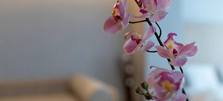 东京秋叶原N+精选酒店公寓(原名：东京秋叶原酒店公寓)(N+ HOTEL Tokyo Akihabara Premium)图片