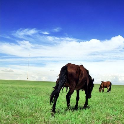 呼和浩特+辉腾锡勒草原+乌兰哈达火山地质公园+黄花沟草原旅游度假区+响沙湾5日4晚跟团游