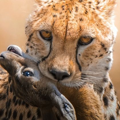 肯尼亚7日5晚跟团游