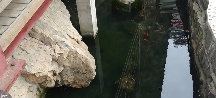 老君山醉竹山庄(云景索道店)图片