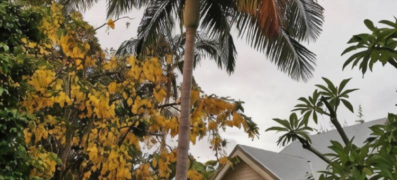 阿卡迪亚宾馆(Arcadia House)图片