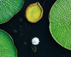 Three Pools Mirroring the Moon: See Rare Giant Waterlilies Bloom