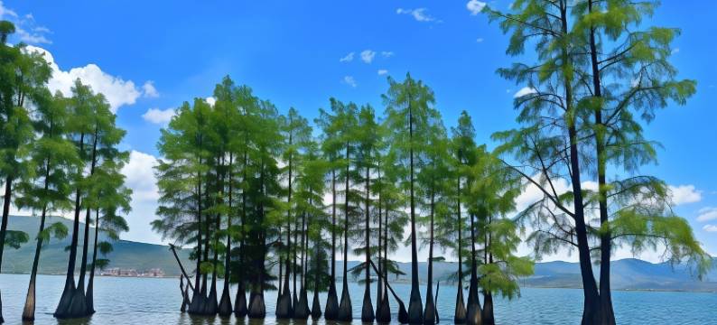 大理龙熙花园轻奢客栈(苍洱大道店)图片