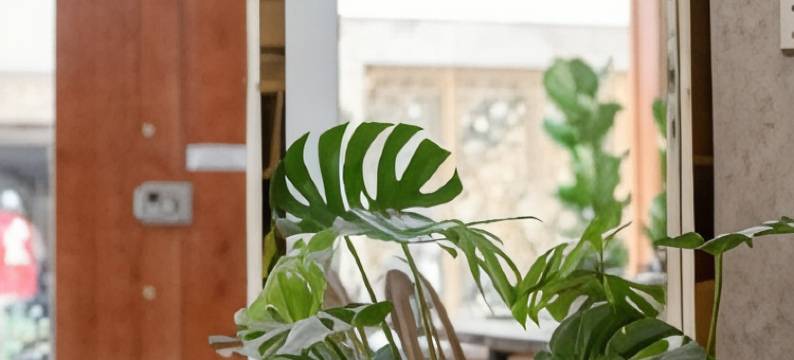 潘多拉之家(Pandora House)图片