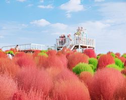 【賞花必去】成都秋日花海盛放！蘆葦粉黛浪漫打卡好去處