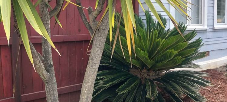 佐拉白门步行可达海滩、海湾、商店&餐厅乡村别墅(La Jolla White Door Cottage walking distance to beach, cove, shops, &restaurants)图片