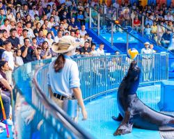 深圳小梅沙免門票！永州人專享 暢遊雙園