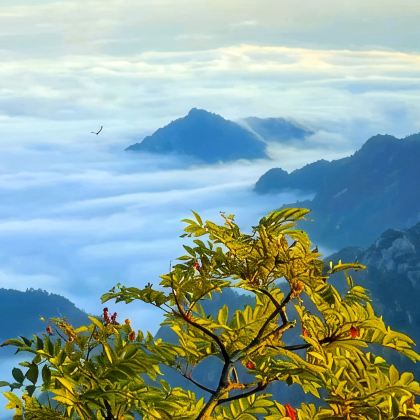 黄山风景区+千岛湖景区+婺源4日3晚私家团