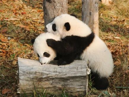 Panda Base Welcomes the New Year with Adorable Cubs