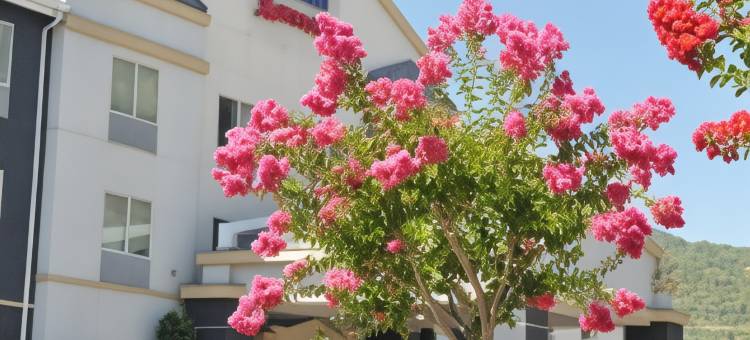 门多西诺县尤凯亚万枫酒店(Fairfield Inn & Suites Ukiah Mendocino County)图片