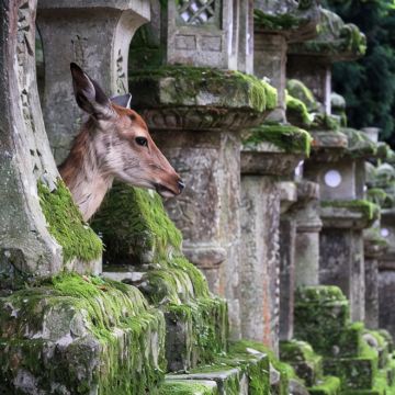 日本东京+箱根+富士山6日5晚私家团