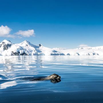 阿根廷+南极洲+南极半岛+中国南极长城站+南设得兰群岛+乌拉圭17日跟团游