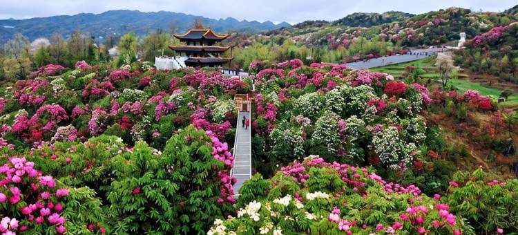百里杜鹃花漾四季酒店图片