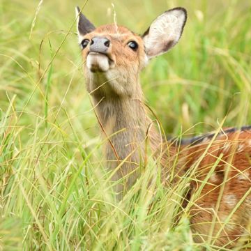 呼伦贝尔+阿尔山国家森林公园+柴河月亮小镇+扎兰屯+海拉尔5日4晚私家团