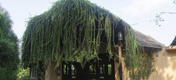 莱诺巴尔迪亚旅馆(Rhino Lodge Bardia Pvt Ltd)图片