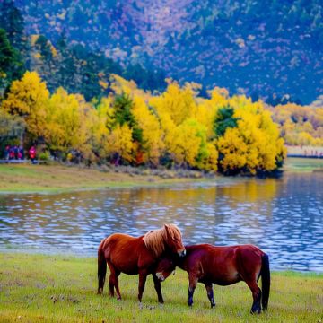 云南昆明+大理市+丽江+香格里拉8日7晚跟团游