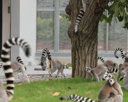 秦嶺野生動物園煥新升級，沉浸式觀虎隧道開放