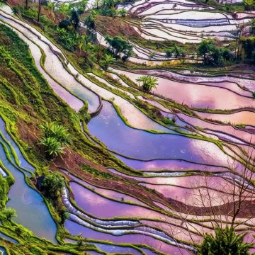 云南昆明+弥勒+普者黑风景区+建水+元阳+墨江+普洱+西双版纳8日7晚私家团